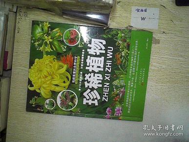 黄金叶天香——珍稀之美的自然馈赠