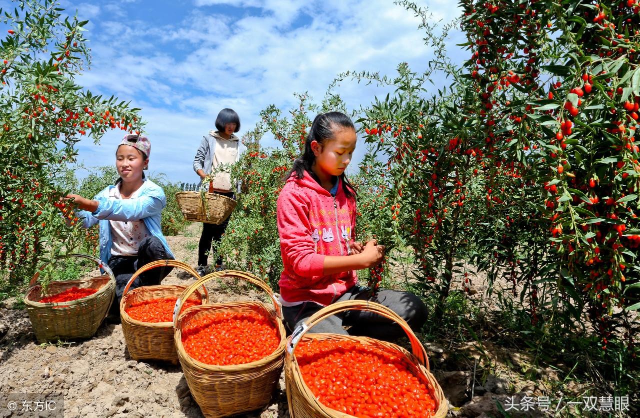药材网——传统与现代交融的医药宝库