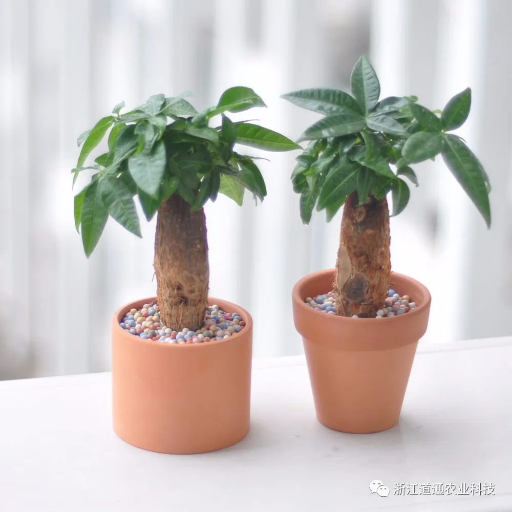 发财树摆放与门位关系探讨，是否适宜将财源广进的绿植置于门前？—— 详解篇