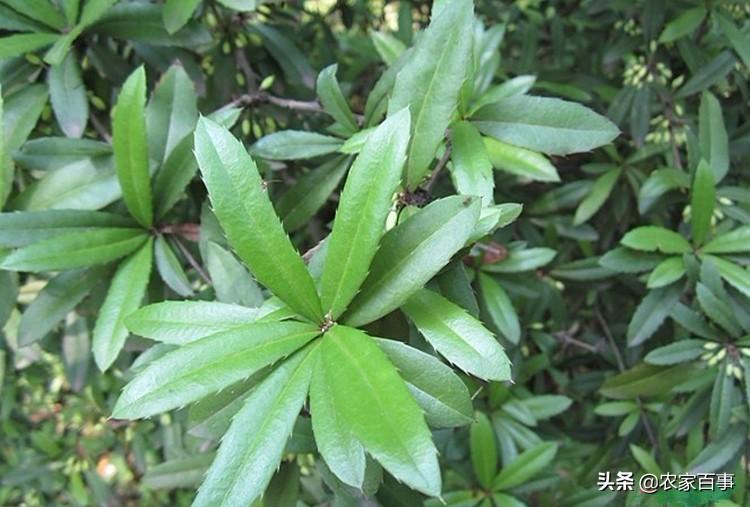 引言部分（约150字）