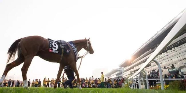香港马会2019资料大全，赛事回顾与精彩瞬间概览香港2021年马会资料大全