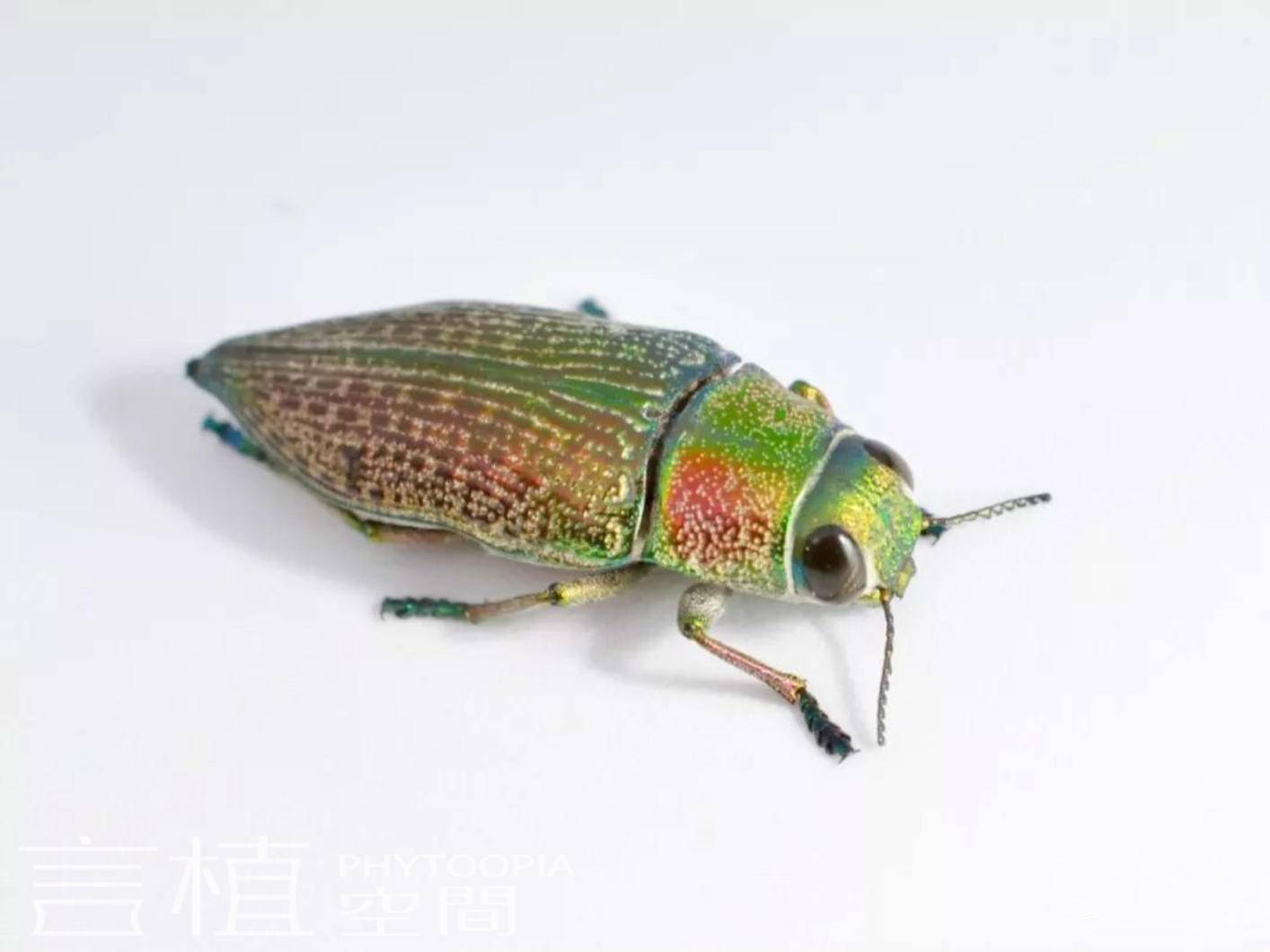 天牛3D图与红五图的库汇总
探索昆虫世界中的奥秘—以三维图像展现的天牛角虫及经典游戏元素的红五星图案集锦。strong>一、引言天牛3d图红五图库汇总红五图裤